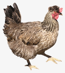 Chicken Png Image - Png Chicken, Transparent Png, Transparent PNG