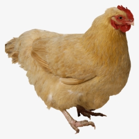 Transparent Chicken Animal, HD Png Download, Transparent PNG