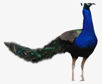 Peacock Feather And Beak, HD Png Download, Transparent PNG