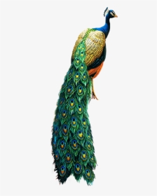 Peacock Png, Transparent Png, Transparent PNG