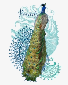 India Peacock Paisley Design, HD Png Download, Transparent PNG
