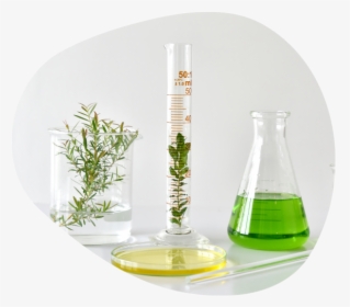 Lab Beaker With Botanical, HD Png Download, Transparent PNG