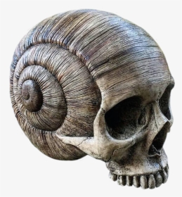 Snail Skull, HD Png Download, Transparent PNG