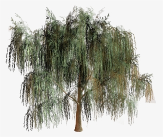 Willow Tree Branch Biome - Willow Tree Png, Transparent Png, Transparent PNG