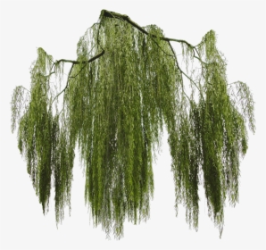 Willow Tree Png - Weeping Willow Tree Png, Transparent Png, Transparent PNG