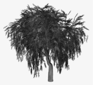 Weeping Willow Tree Image Silhouette Portable Network - Willow Tree Silhouette Png, Transparent Png, Transparent PNG
