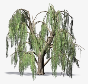 Weeping Willow - Weeping Willow Png, Transparent Png, Transparent PNG