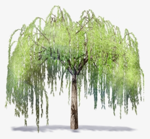 Willow Tree Transparent , Png Download - Willow Tree Clipart, Png Download, Transparent PNG