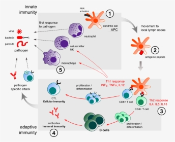 Innate Immunity Adjuvant Action - Immune System Review, HD Png Download, Transparent PNG