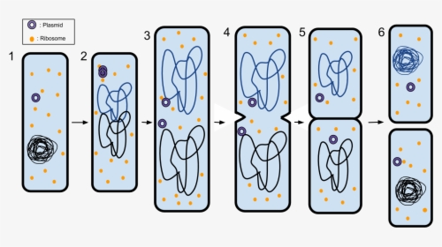 Binary Fission - 6 Steps Of Binary Fission, HD Png Download, Transparent PNG