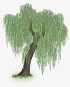 Weepingwillow - Willow Tree Png Vector, Transparent Png, Transparent PNG
