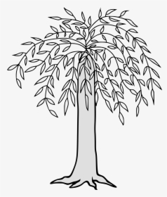 Willow Drawing Palm Tree - Weeping Willow Tree Clipart, HD Png Download, Transparent PNG
