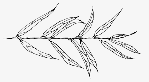 Willow Drawing Black And White - Willow Leaves Sketch, HD Png Download, Transparent PNG