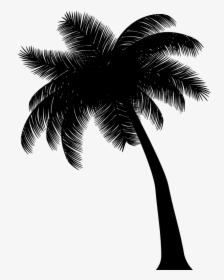 Asian Palmyra Palm Black & White - Attalea Speciosa, HD Png Download, Transparent PNG