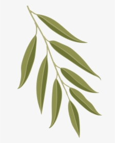 Willow Oak Leaf Png, Transparent Png, Transparent PNG