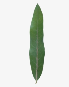 Plant Pathology, HD Png Download, Transparent PNG