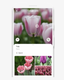 Google Lens For Android Scans Qr Code - Google Pay Scan Flower, HD Png Download, Transparent PNG