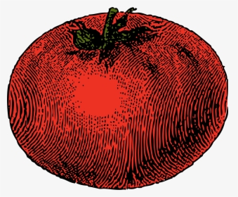 Tomato Clip Arts - Vintage Tomato Clip Art, HD Png Download, Transparent PNG
