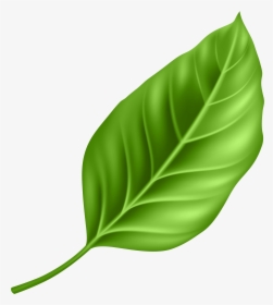 Paan Leaf Png, Transparent Png, Transparent PNG