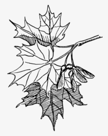 Dogwood Tree Drawing 18, Buy Clip Art - Maple Leaf Line Art, HD Png Download, Transparent PNG