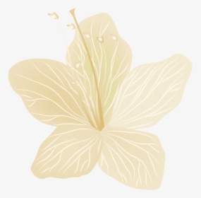 Thoranam Images Png - Chinese Hibiscus, Transparent Png, Transparent PNG