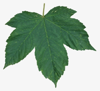 Green-leaves - Leaf Texture Transparent, HD Png Download, Transparent PNG