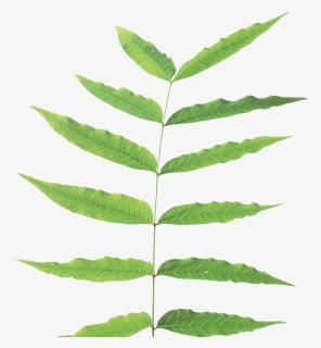 Green-leaves - Stem And Leaf Plant, HD Png Download, Transparent PNG