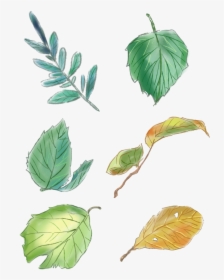 Original Hand Painted Green Leaves Set Drawings Png - Нарисованные Листья Пнг, Transparent Png, Transparent PNG