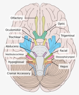 Cranial Nerves Labeled, HD Png Download, Transparent PNG