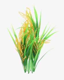 Rice Crops Png, Transparent Png, Transparent PNG