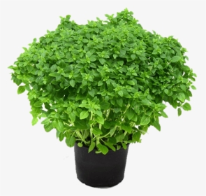Herbs Plant Png, Transparent Png, Transparent PNG