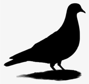 Transparent Rock Pigeon Clipart, Rock Pigeon Png Image - Pigeons And Doves, Png Download, Transparent PNG