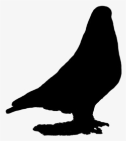 Pigeon Png Transparent Images - Buzzard, Png Download, Transparent PNG