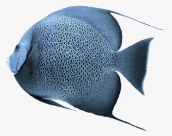 Angelfish Transparent Png - Saltwater Picture Of Angelfish, Png Download, Transparent PNG