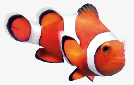 Study Finds Optimal Level Of Astaxanthin In Feed Results - Clown Fish No Background, HD Png Download, Transparent PNG