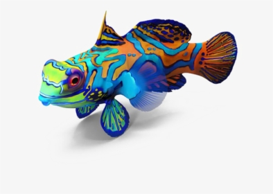 Fish Png Image Transparent Background - Real Fish Png Transparent Background, Png Download, Transparent PNG