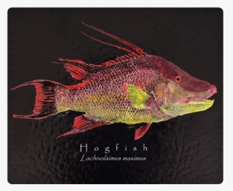 Red Snapper, HD Png Download, Transparent PNG