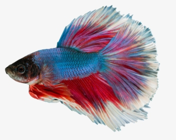 Siamese Fighting Fish Blue Transparent Background, HD Png Download, Transparent PNG