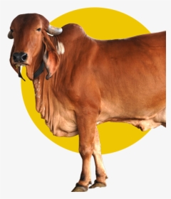 Desi Cow A2 Milk Ghee - Dairy Farm In Pune, HD Png Download, Transparent PNG