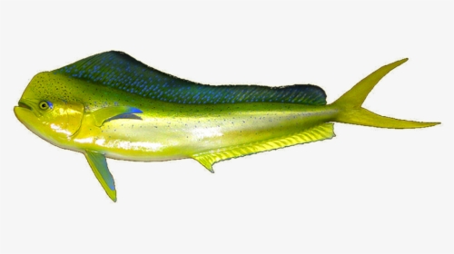 Mahi Mahi - Mahi Mahi Fishes Png, Transparent Png, Transparent PNG