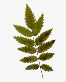 Dry Leaf - Leaf, HD Png Download, Transparent PNG