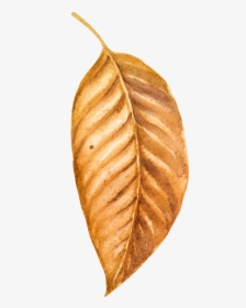 Drawn Leaf Dry Leave - White Walnut, HD Png Download, Transparent PNG