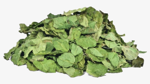 Herbs & Botanicals-moringa Leaves - Moringa Dry Leaves, HD Png Download, Transparent PNG
