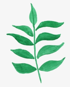 Ilex Decidua, HD Png Download, Transparent PNG