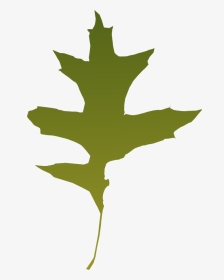 Foliage, Autumn, Leaf, Nature, Tree, Green, Dry - Green Oak Leaf Vector, HD Png Download, Transparent PNG