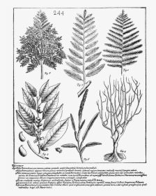 Psm V70 D509 Species Of Dryopteris Still Growing In - Illustrate Draw The Herarely Of Biological Org, HD Png Download, Transparent PNG