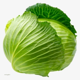 Cabbage Png, Transparent Png, Transparent PNG