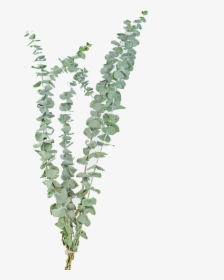 [ugari] Promotional Eucalyptus Leaves Yunnan Dry Flower - Dried Eucalyptus, HD Png Download, Transparent PNG
