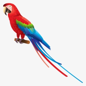 Indian Parrot Png - Transparent Background Parrot Clipart, Png Download, Transparent PNG