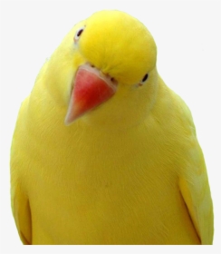 Yellow Parrot Png Images, Free Download - Yellow Parrot Orange Beak, Transparent Png, Transparent PNG